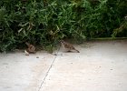Ringmus (Passer Montanus) - Hustai Nuruu 08-08-2016